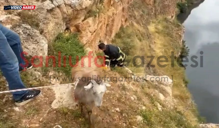 Viranşehir’de Çukura Düşen 3 Keçi İtfaiye Ekiplerince Kurtarıldı