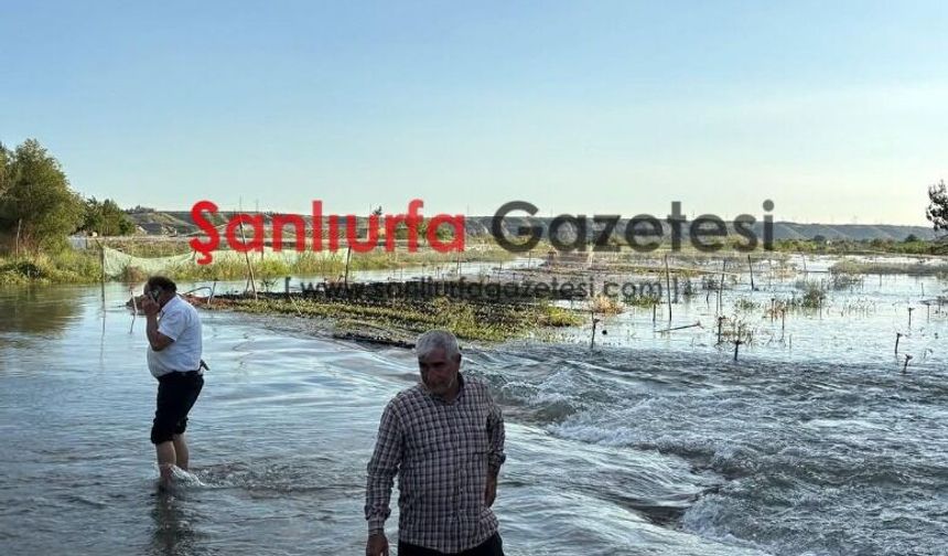 Birecik’te Baraj kapakları açıldı Su Fıstık Bahçelerini Vurdu