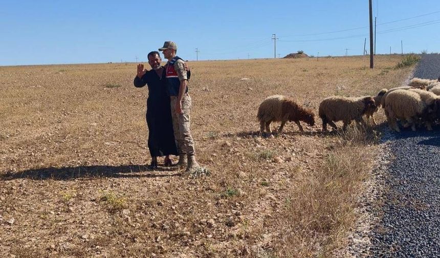 Şanlıurfalı hayvancının imdadına jandarma yetişti; Dron destekli operasyon