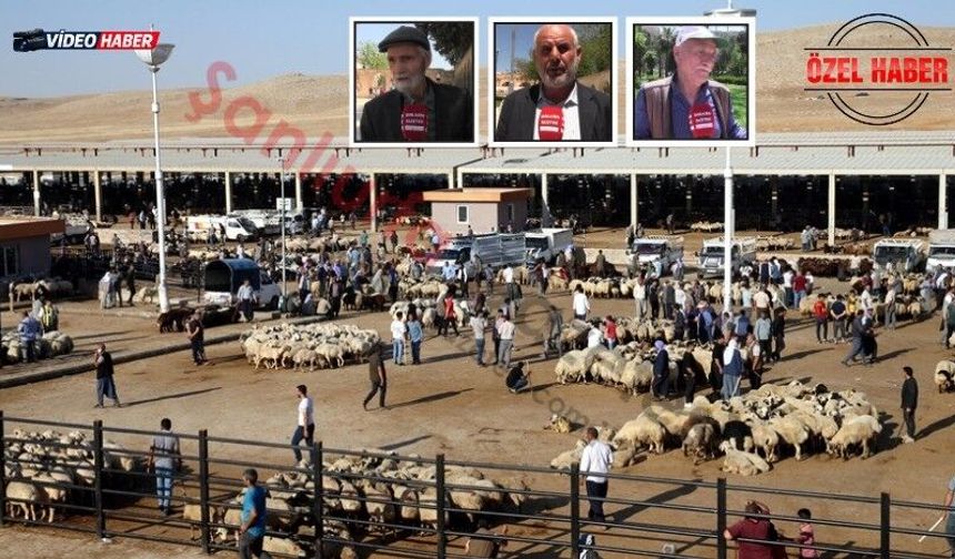 Şanlıurfalı vatandaş isyan etti: 4 Bin lirayla eskiden kurban keserdik!