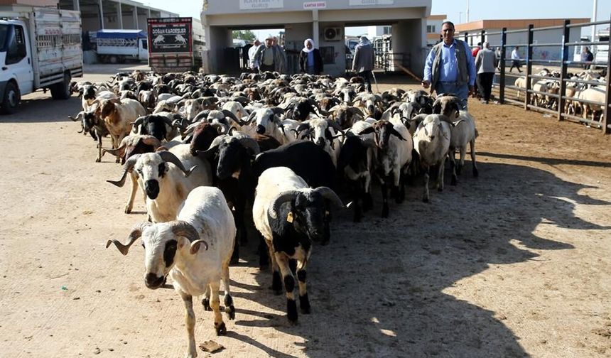 Satılamayan kurbanlara ne olacak? Bakan Yumaklı açıkladı, İşte detayları