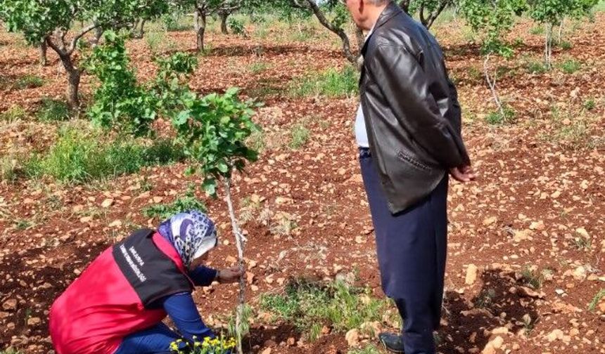 Şanlıurfa’da Alo Ziraat Doktorum İhbarına Yerinde Müdahale