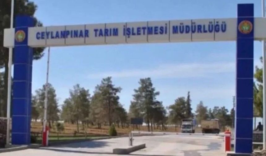 Ceylanpınar Tarım İşletmesi Müdürlüğü Akabane Aşısı Alımı Yapacak