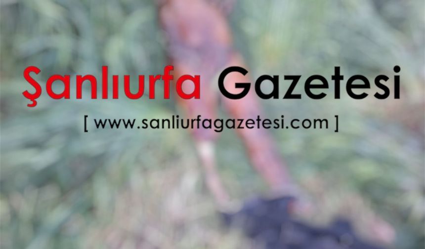 Akçakale’de sınır hattı boş arazide erkek cesedi bulundu