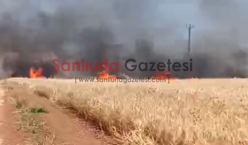 Şanlıurfa'da 300 Dönüm Buğday Tarlası Yangında Kül Oldu