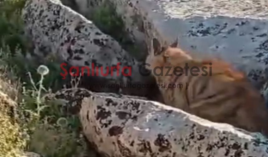 Şanlıurfa’da Nadir Görülen Çizgili Sırtlan Kameralara Yansıdı