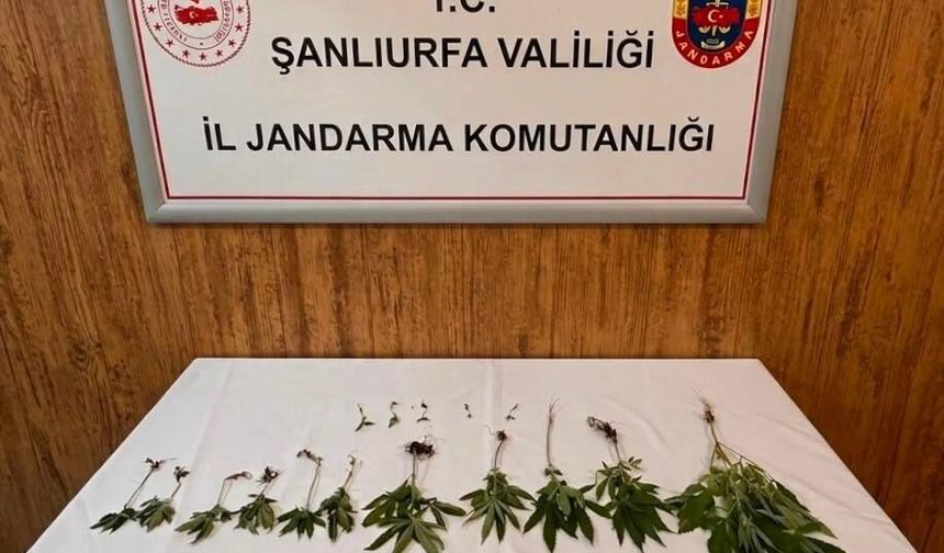 Şanlıurfa’da Kenevir Operasyonu: 20 Kök Ele Geçirildi