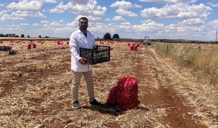 Şanlıurfa’da Sarımsak Hasadı Başladı Ama Verim Üreticiyi Üzdü