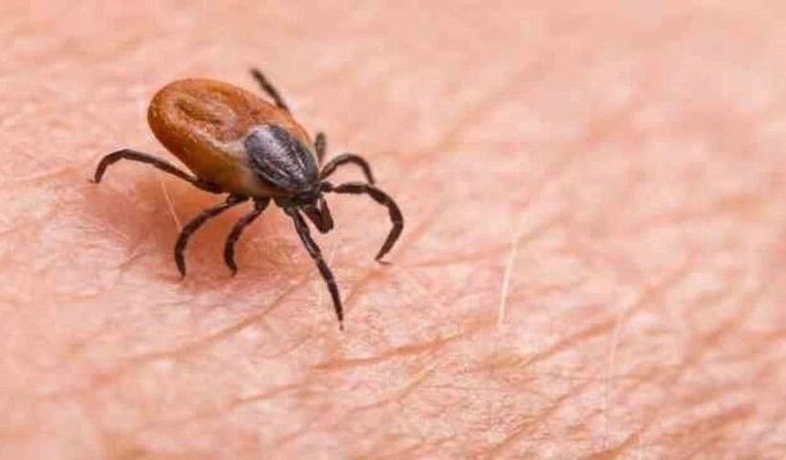 Bir Anlık Dikkatsizlik Hayatınıza Mal Olabilir:Keneler İçin Kritik Uyarı!