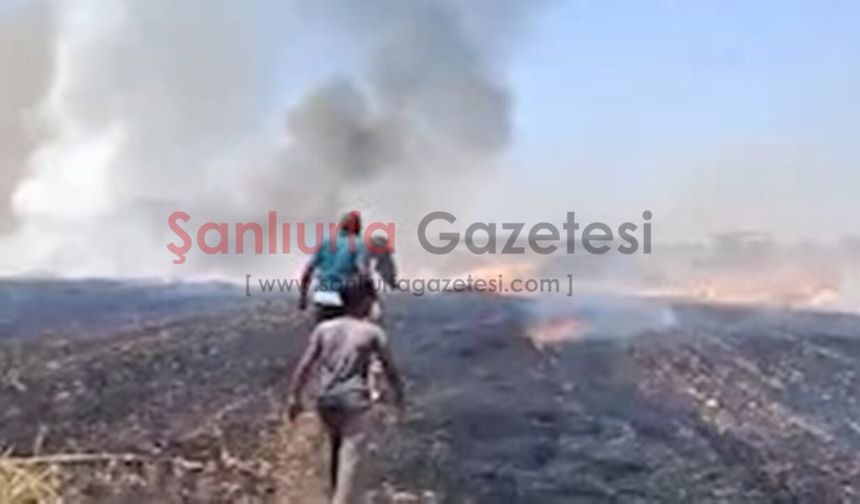 Harranlı çiftçiler neye uğradığını şaşırdı; Tişörtleriyle söndürdüler!