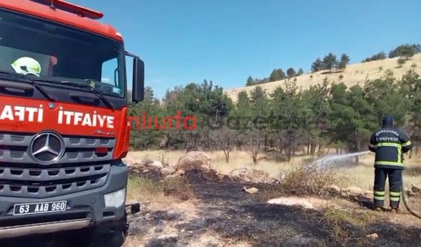 Şanlıurfa’da Orman Yangını Korkuttu: Ekipler Alevleri Büyümeden Kontrol Altına Aldı