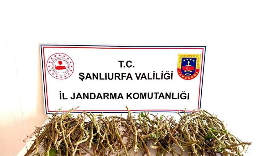 Acemi fıstık hırsızları iş başında yakalandı; Şanlıurfa Jandarma geçit vermedi!