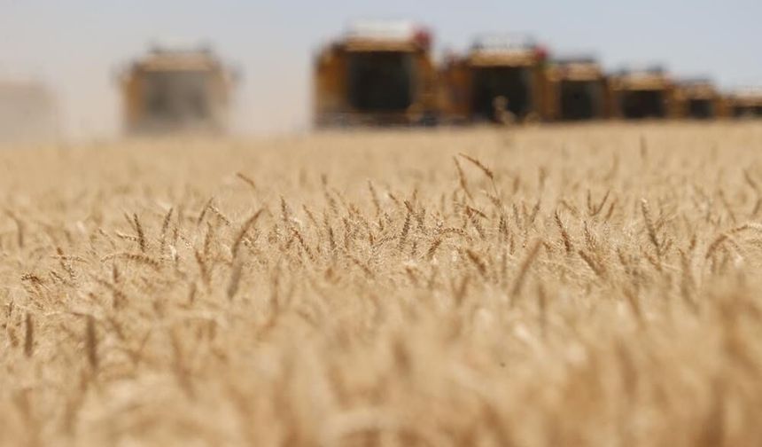 Ceylanpınar Tarım İşletmesi 5 bin 360 ton mısırı satışa çıkarıyor