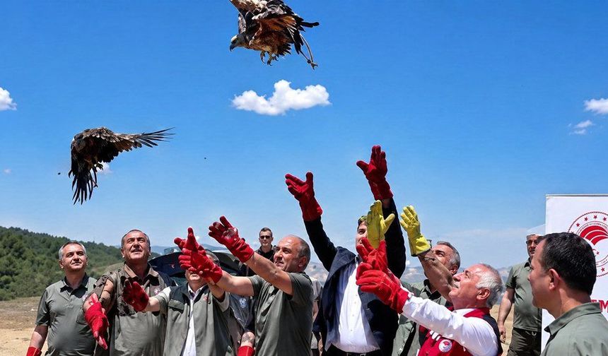 Şanlıurfa’da Yaralı Olarak Bulundular, Sağlıklarına Kavuşup Doğaya Döndüler