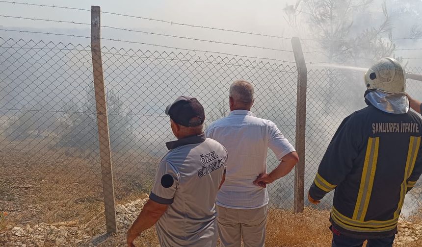 Şanlıurfa Bozova'da Ormanlık Alanda Yangın Paniği