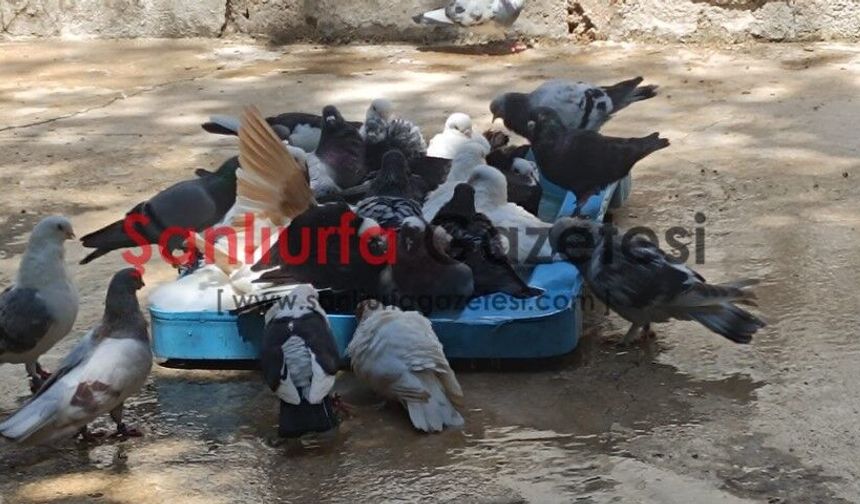 Şanlıurfa’da İlginç Görüntüler! Güvercinler Havuzlarda Serinledi