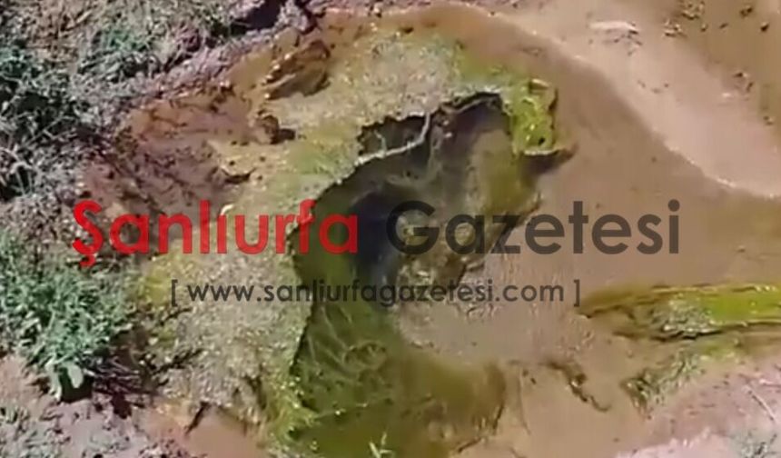 Şanlıurfalı vekil Tanal’dan Akçakaleli çiftçinin sorunlarına çağrı