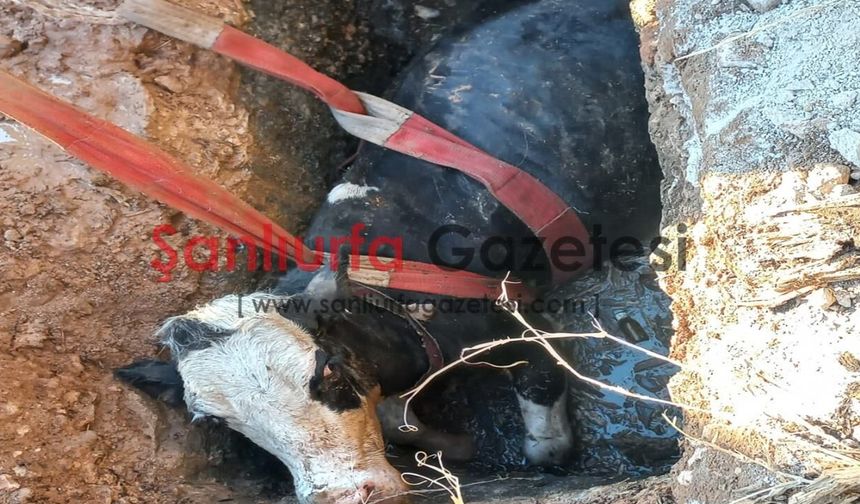 Şanlıurfa’da İnek Rögar Çukuruna Düştü: İtfaiye Ekipleri Kurtardı