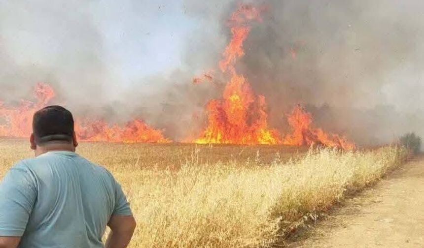 Şanlıurfa’da Buğday Tarlasında Yangın: 50 Dönüm Alan Kül Oldu