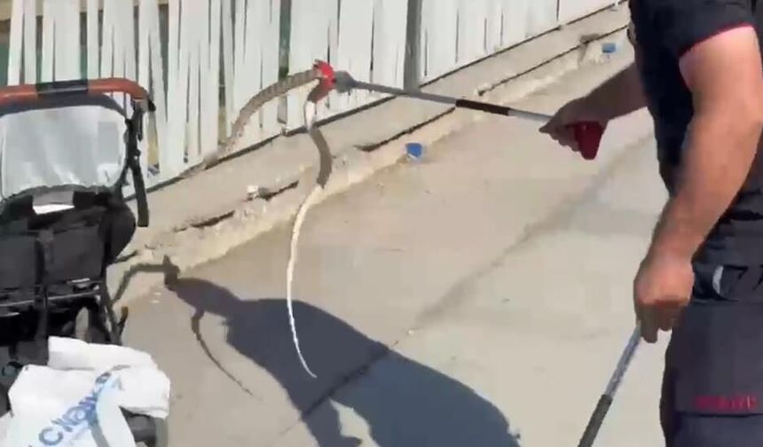 Şanlıurfa'da bebek arabasında çıkan yılan şoke etti; Parkta yılan paniği!