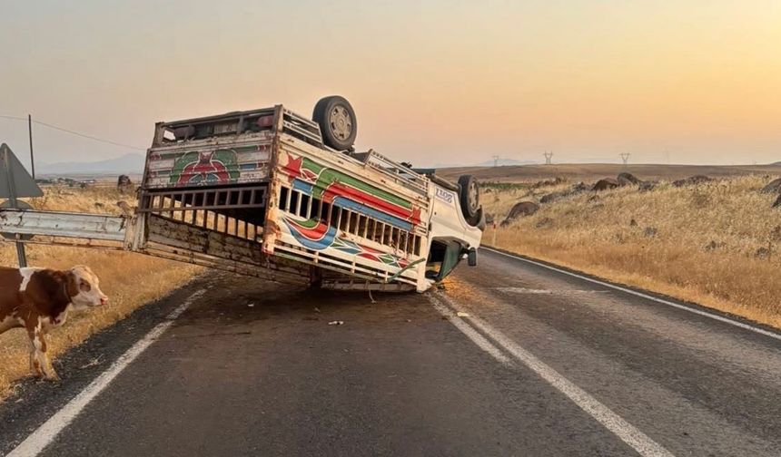 Şanlıurfa’da hayvan yüklü kamyonet devrildi: Yaralılar var!