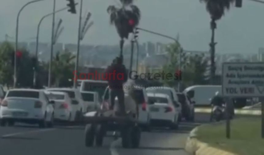 Şanlıurfa'da At Arabasıyla Kırmızı Işıkta Bekledi, Sosyal Medyada Gündem Oldu