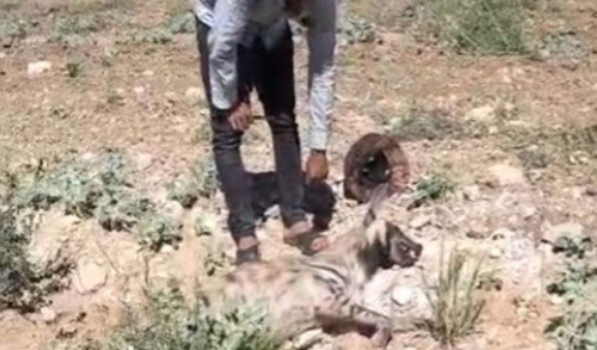 Şanlıurfa’da koruma altındaydı: Kötü haberi geldi!