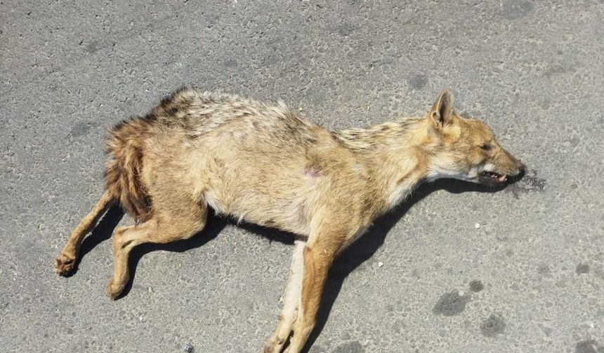 Şanlıurfa'da nesli koruma altındaki altın çakal telef oldu