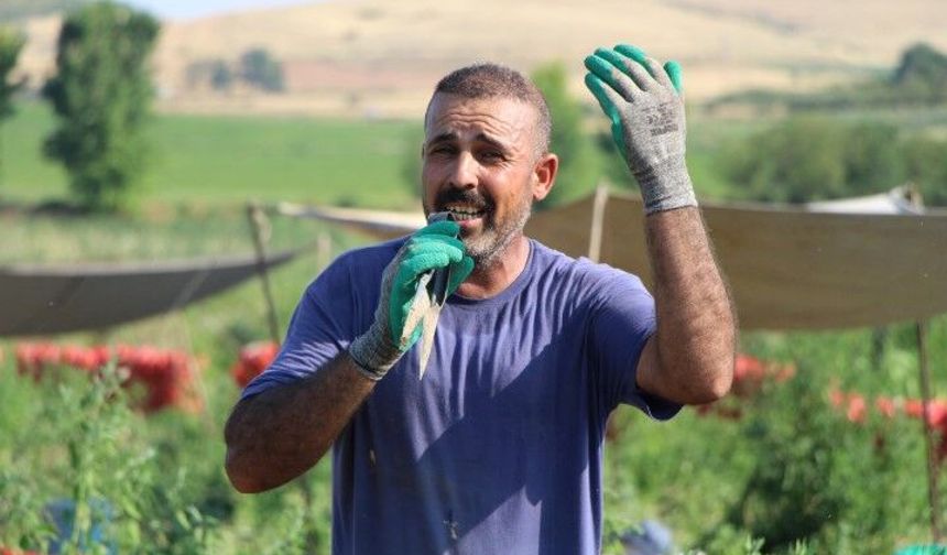 Şanlıurfalı Hüseyin Akkılıç'ın Tarladaki Performansı Gündem Oldu
