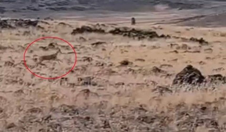 Şanlıurfa'da Doğanın En Özel Misafirleri Yeniden Ortaya Çıktı