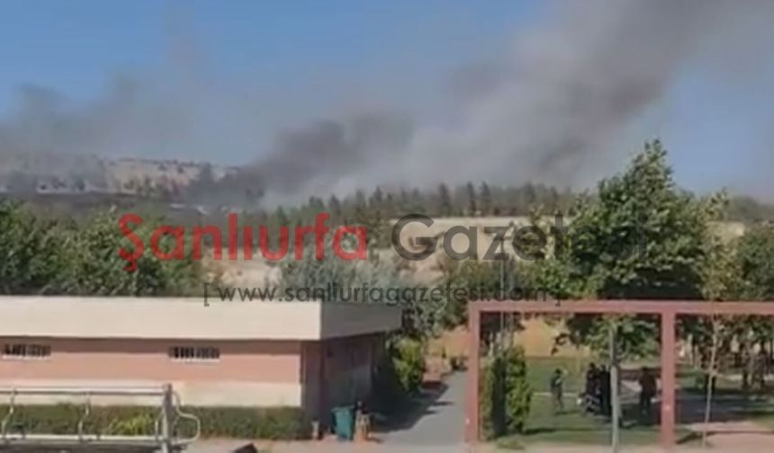 Şanlıurfa GAP Vadisi'nde Orman Yangını: Ekipler Seferber Oldu