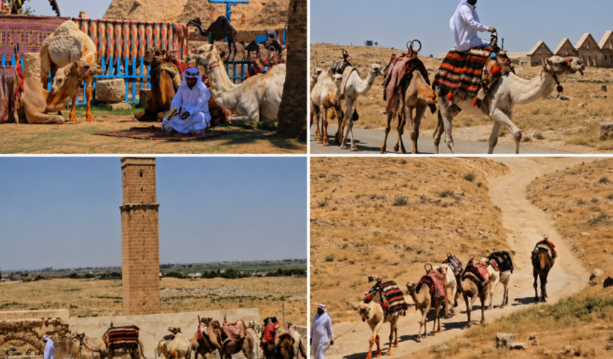 Harran'da Develer Tarihi Sokaklarda Tur Attı: Turizme Renkli Dokunuş