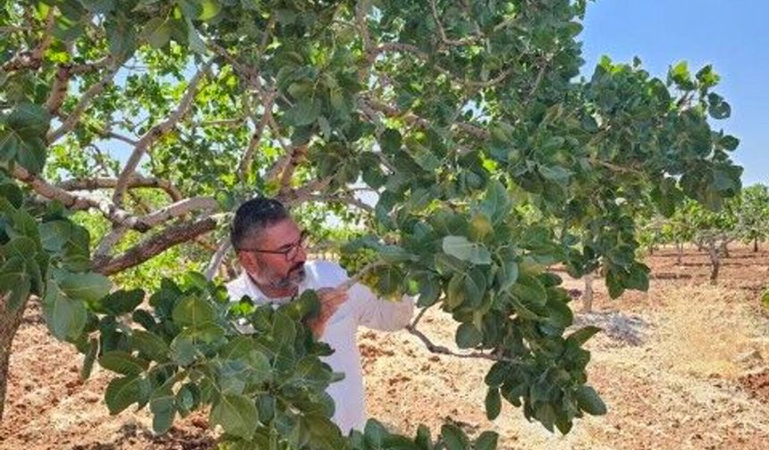 Şanlıurfa'lı Fıstık Üreticilerinden Baklavacı Lobisi Tepkisi