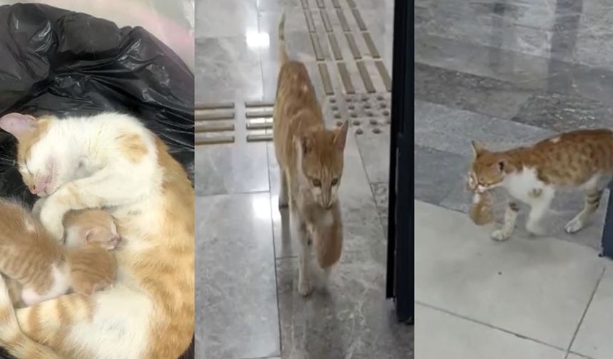 Şanlıurfa’da anne kedi öyle bir şey yaptı ki aklıyla hayran bıraktı!