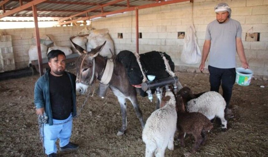 Şanlıurfa'da Görenleri Şaşırtan Yöntem! Kuzular Eşeği Anne Babası Sanıyor