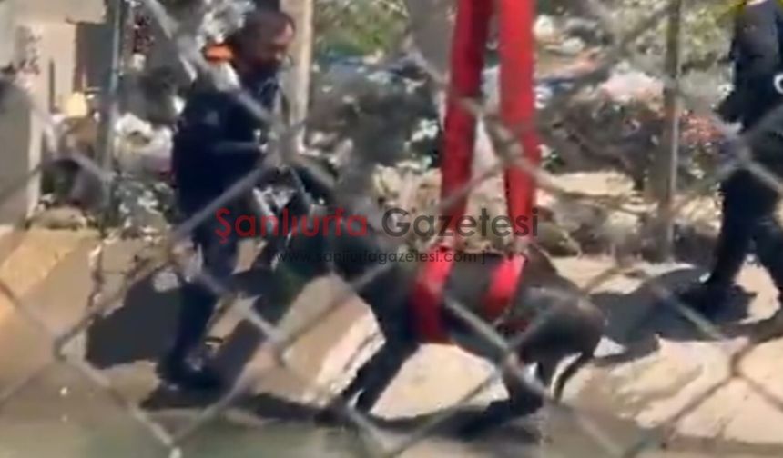 Şanlıurfa'da Sulama Kanalına Düşen Eşek Kurtarıldı