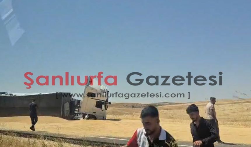 Şanlıurfa'da buğday yüklü kamyon devrildi