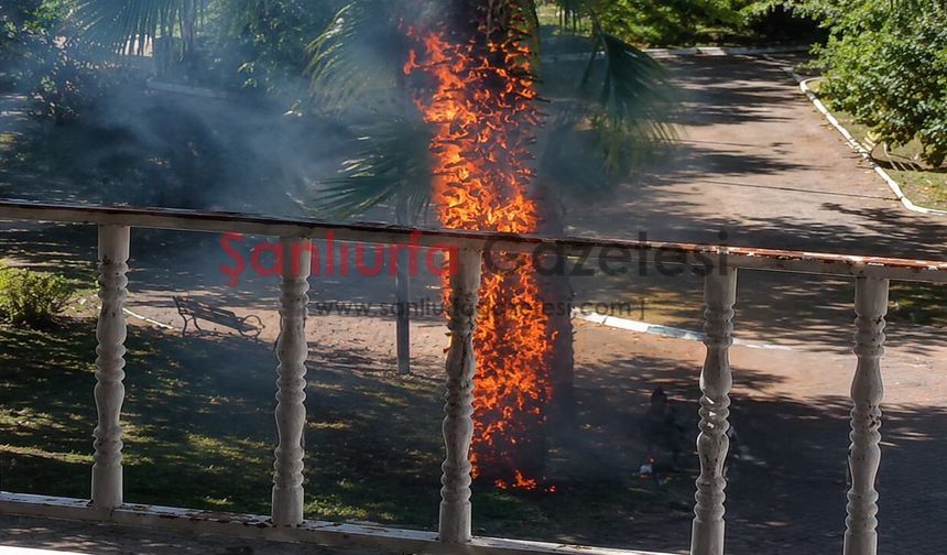 Şanlıurfa'da Parkta Çocukların Yaktığı Ağaç İtfaiyenin Müdahalesiyle Söndürüldü
