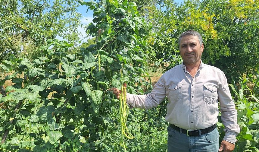 Bu karnıkara severlerini mahalleye akın akın getiriyor: Fiyatı belli oldu