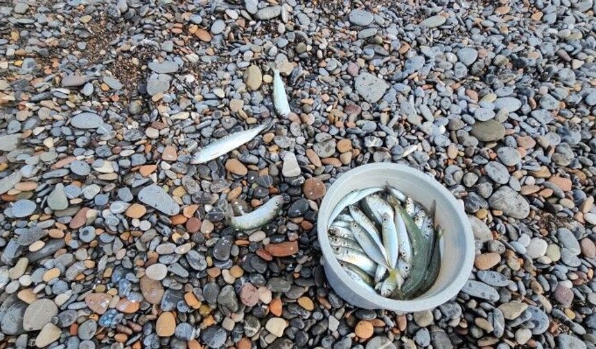Oltasını Alan Denize Koştu! Karadeniz’de Balık Bolluğu Başladı