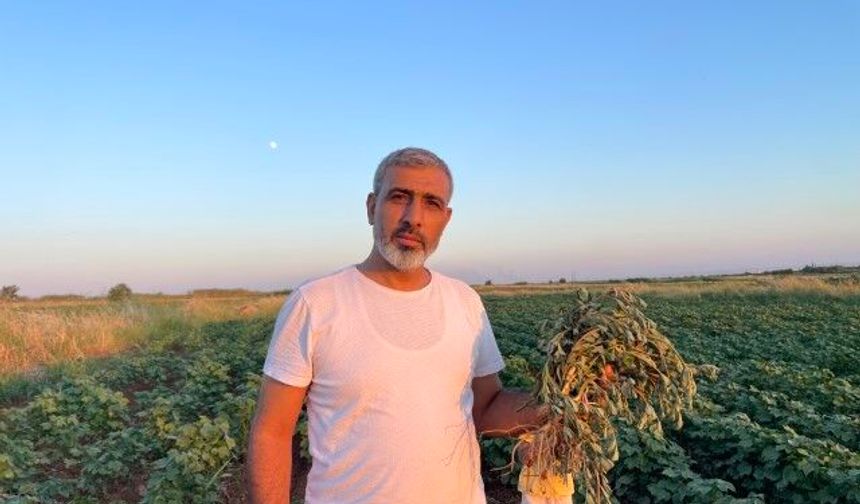 Şanlıurfa’dan Almanya’ya götürüldü: Ata geleneği gurbet dinlemiyor!
