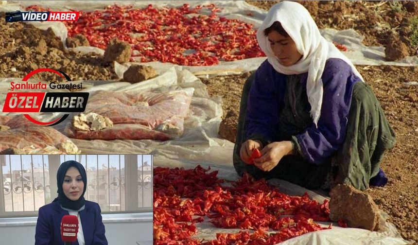 Şanlıurfa’da Kadınların Yaşadığı Sorunlar Ortaya Çıktı! Uzman Psikolog Anlattı