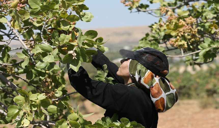 Kilogramı gram altınla kapışır: Şanlıurfa'da çiftçinin hasat mesaisi başladı