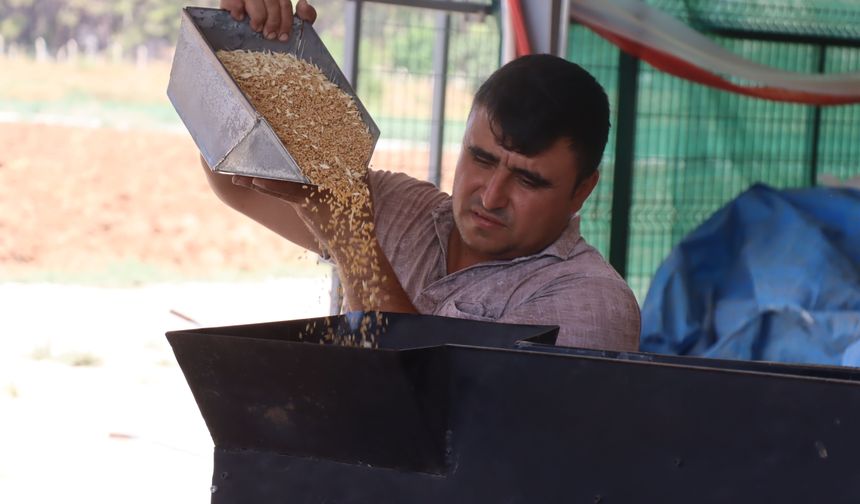 Yerli tohum dönemi Şanlıurfa'da standartları gerisinde bıraktı