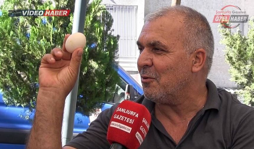 Yumurta alırken dikkat! Şanlıurfa’da uzmanından “Bozuk yumurta” uyarısı