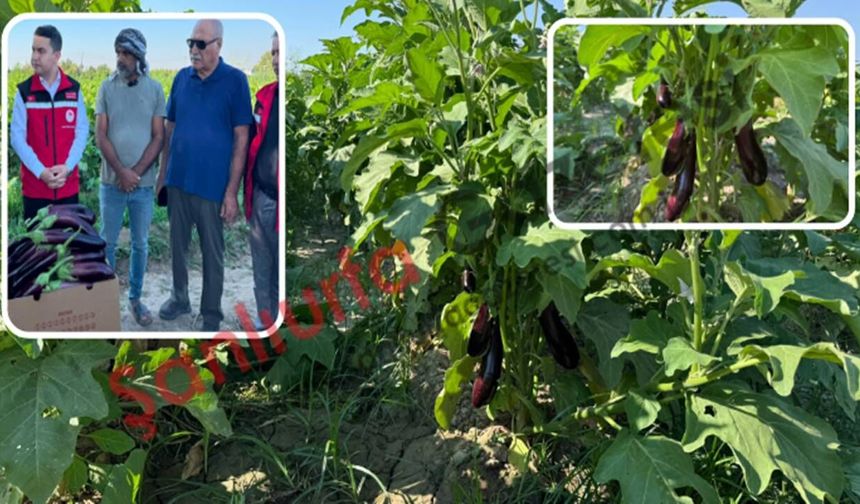 Birecik Patlıcanı’nda sezonun ilk hasadı gerçekleştirildi
