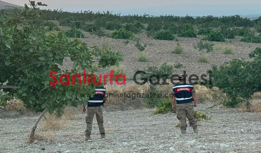 Şanlıurfa’da jandarmadan fıstık sezonunda gece gündüz güvenlik mesaisi