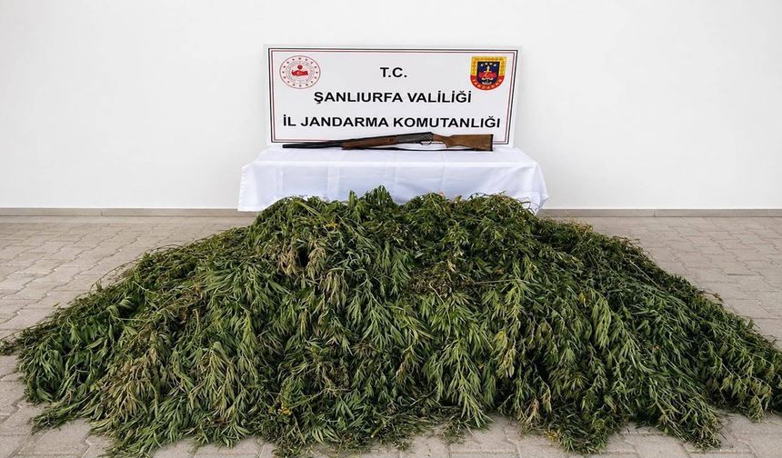 Şanlıurfa’da kenevir operasyonu: 1 gözaltı!