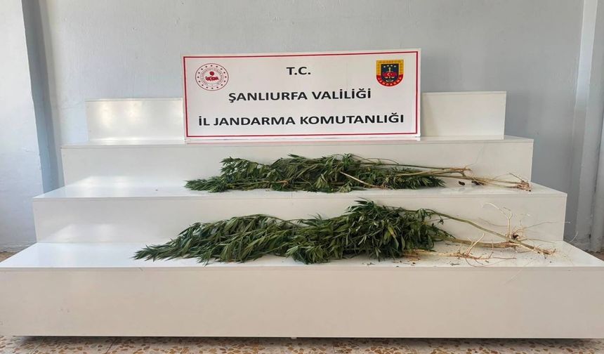 Şanlıurfa’da JASAT ve ilçe jandarmadan kök keneviri operasyonu: 2 gözaltı!