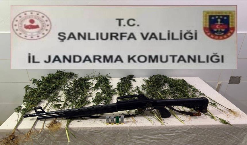 Şanlıurfa’da Hint keneviri operasyonu: 1 gözaltı!